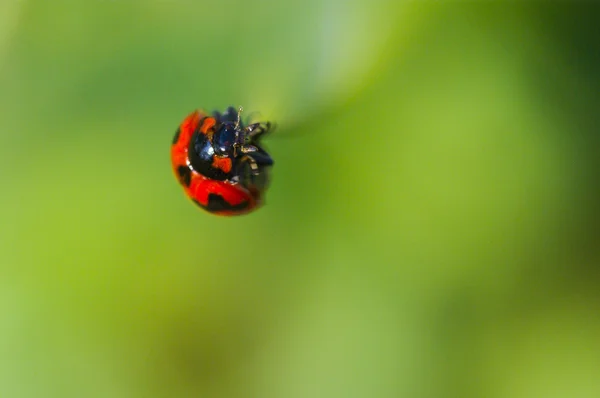 Coccinella (coccinella) strisciare su erba verde — Foto Stock