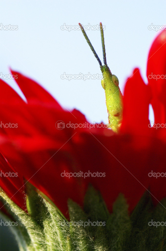 Long horned grasshopper or cricket on red flower