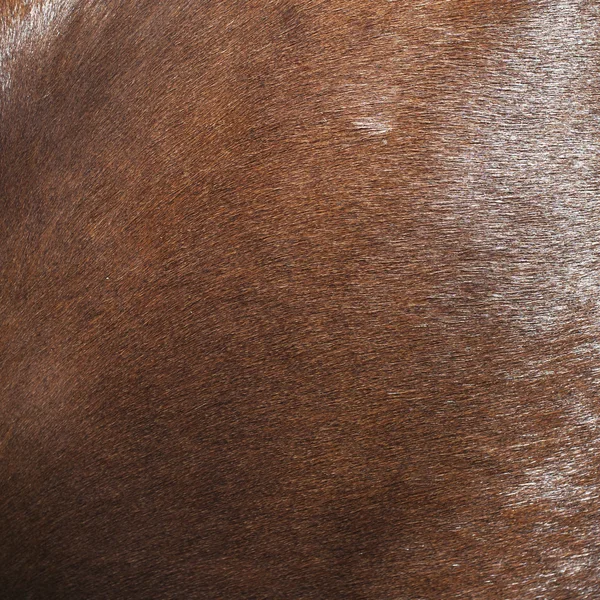 Brown cavallo texture sfondo — Foto Stock