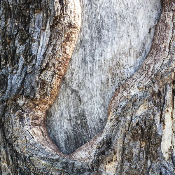 Realistic wood tree texture — Stock Photo, Image