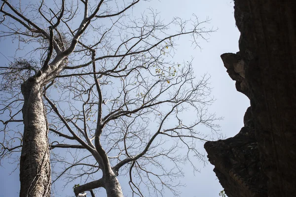 Drzewo na błękitne niebo z stary zamek ta phrom. Kambodża — Zdjęcie stockowe