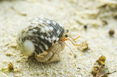 münzevi kimse Yengeç