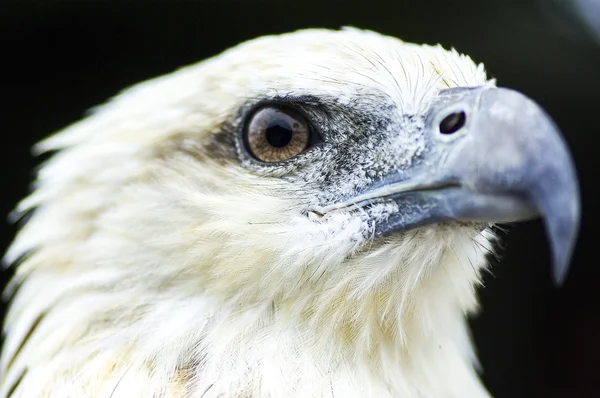 Белая голова орла — стоковое фото
