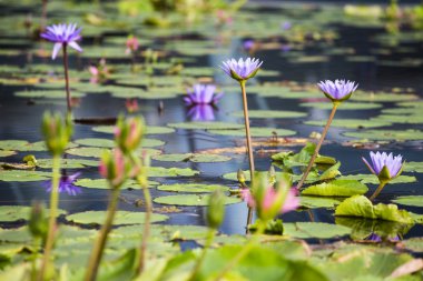 Lotus. nilüfer çiçeği
