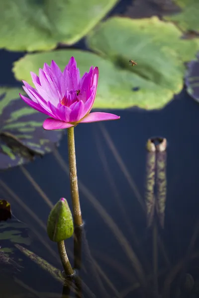 Loto. flor de lirio de agua —  Fotos de Stock