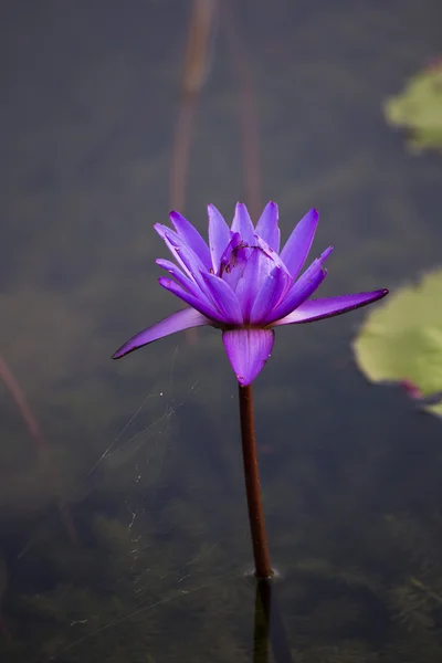 Lotus. Giglio d'acqua fiore — Foto Stock