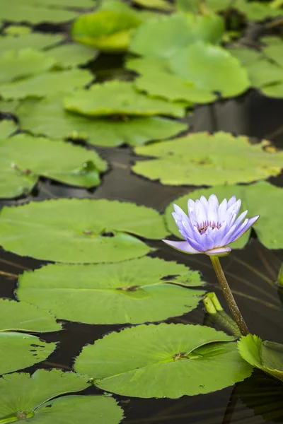 Loto. flor de lirio de agua —  Fotos de Stock