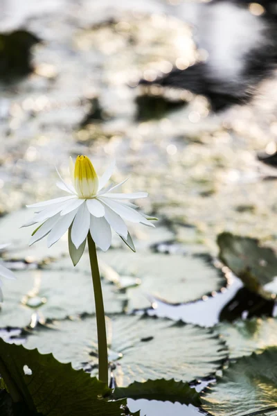 Loto. flor de lirio de agua —  Fotos de Stock