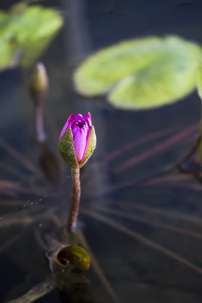 Loto. flor de lirio de agua —  Fotos de Stock