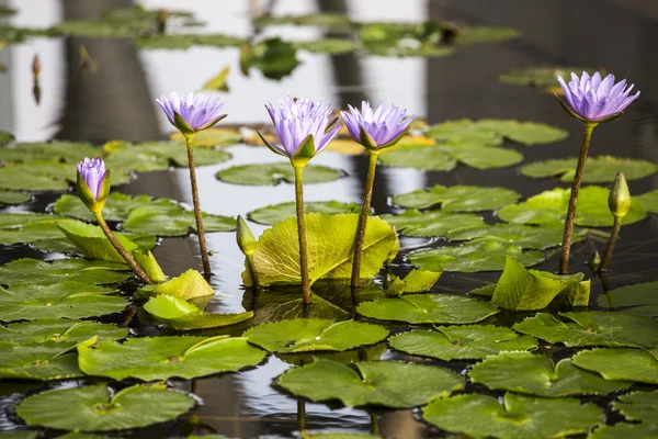 Loto. flor de lirio de agua —  Fotos de Stock