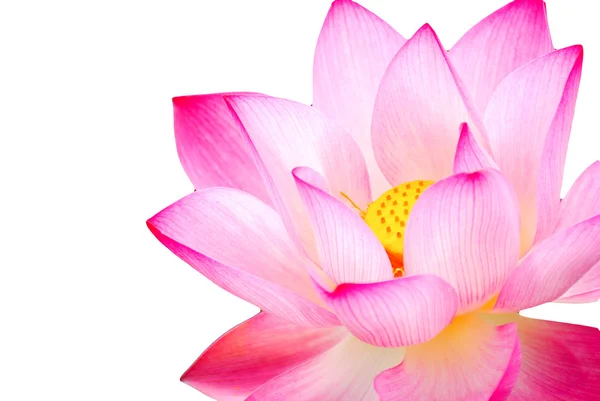 Beyaz arkaplanda izole edilmiş pembe nilüfer çiçeği — Stok fotoğraf