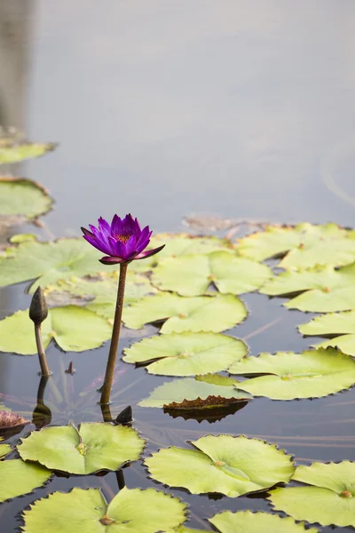 Loto. flor de lirio de agua —  Fotos de Stock