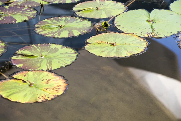 Lotus yaprağı — Stok fotoğraf