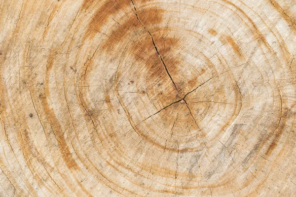 木の表面の質感の背景 — ストック写真