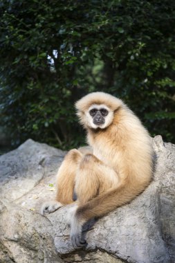 Gibbon White hand clipart