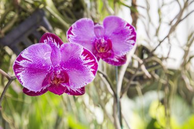 Thai orchid flowers clipart