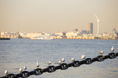 martı yokohama bağlantı noktası