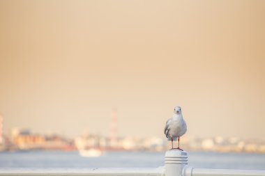 martı yokohama bağlantı noktası