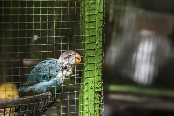 Parrot in green cage — Stock Photo, Image