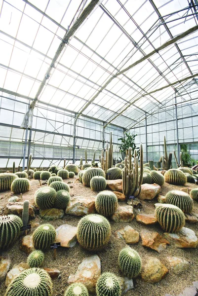 Cactus live in Desert — Stock Photo, Image