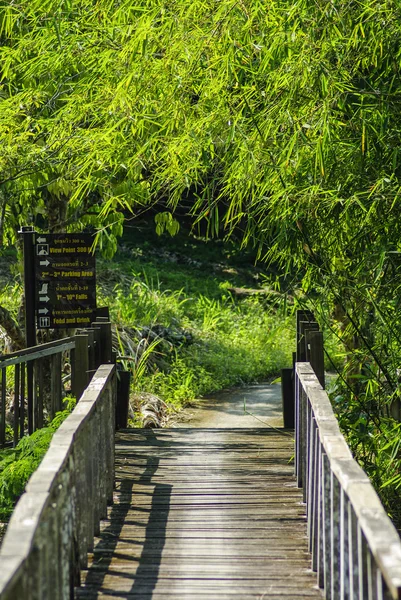สะพาน ไม้ไผ่ ป่าฝนเขตร้อน ประเทศไทย — ภาพถ่ายสต็อก