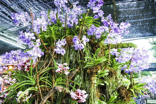 Hermosa orquídea púrpura - phalaenopsis — Foto de Stock