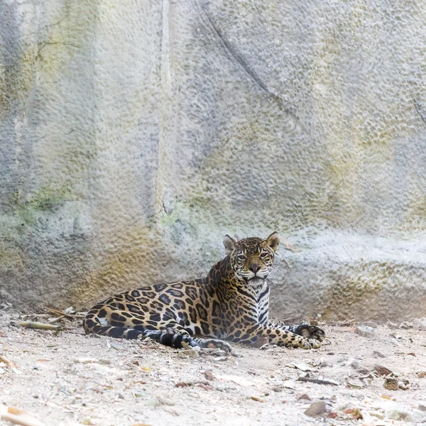 Jaguar — Foto de Stock