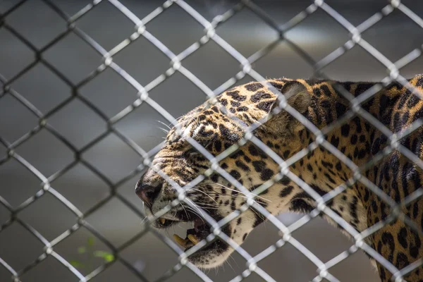 Jaguar — Stock Photo, Image