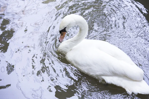 Cisne Branco — Fotografia de Stock