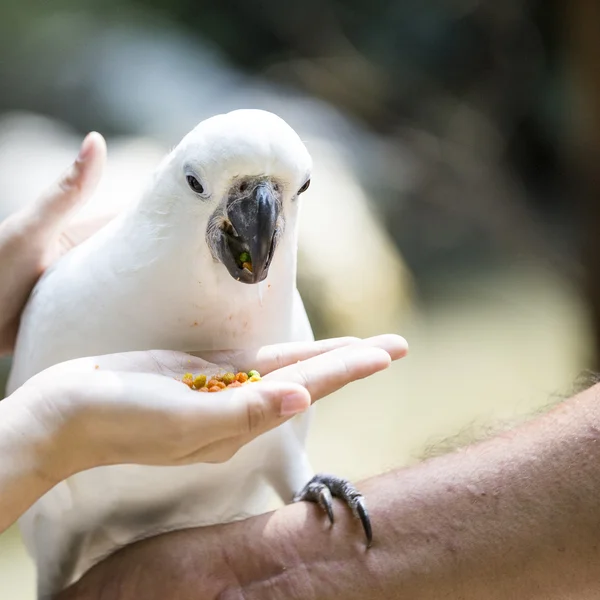 Cockatoo — Stock Photo, Image