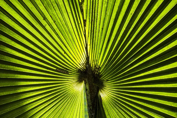 Green leaf texture background — Stock Photo, Image