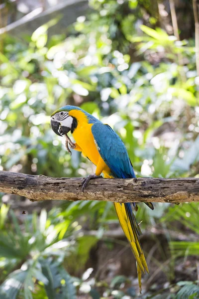 Blue yellow macaw — Stock Photo, Image