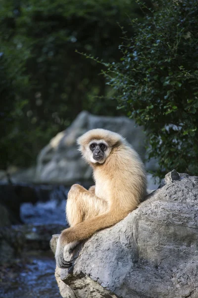 Gibbon White hand — Stock Photo, Image
