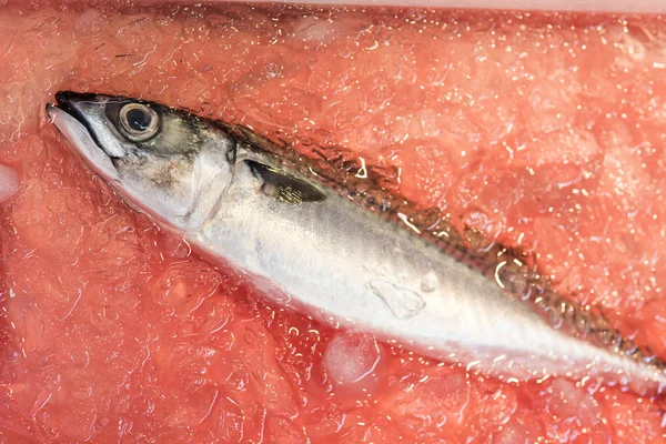 Peixe fresco no gelo no mercado — Fotografia de Stock