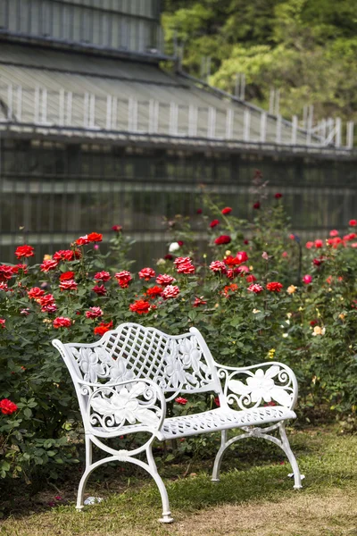 Kırmızı gül bahçelerinde beyaz sandalye — Stok fotoğraf