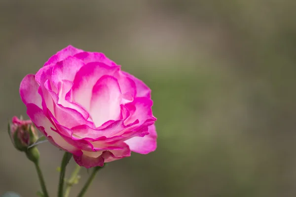 Růže jahodová zmrzlina — Stock fotografie