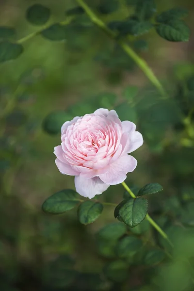 Rose queen of sweden — Stock Photo, Image