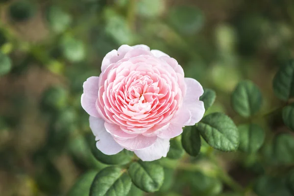 Rose Reine de Suède — Photo