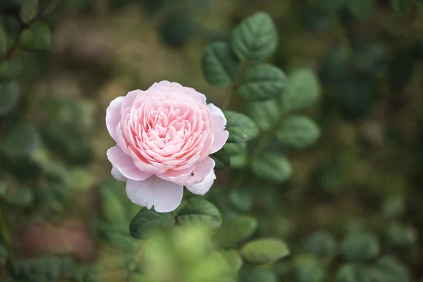 Rosa Rainha da Suécia — Fotografia de Stock
