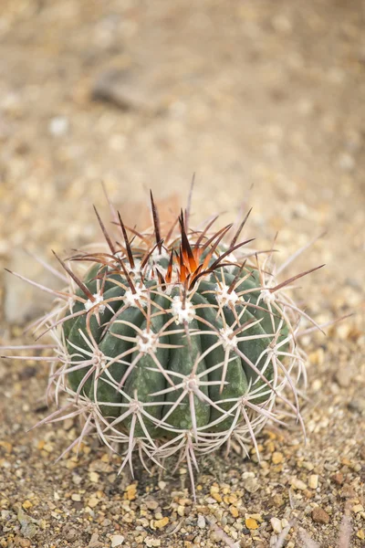 Cactus in garden — Stock Photo, Image