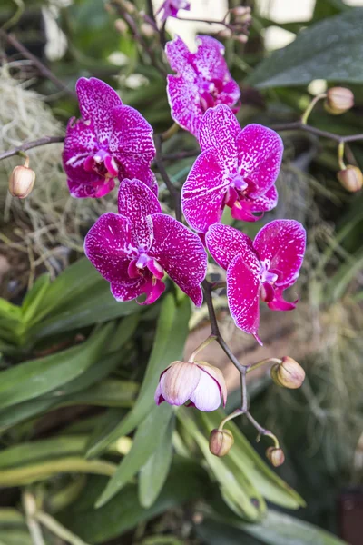 Fiori di orchidea tailandese — Foto Stock