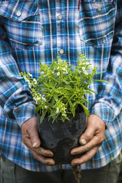 Träd på mannen händerna — Stockfoto