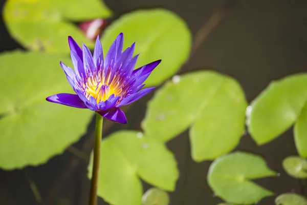 Lotus lily su — Stok fotoğraf