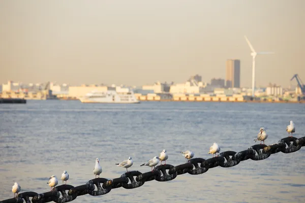 Чайка в порту Йокогамы — стоковое фото
