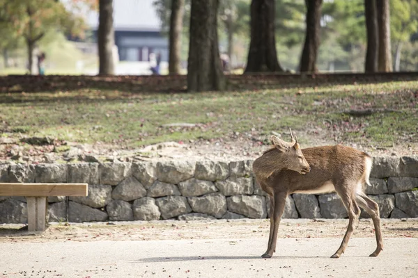 Cerfs dans le parc Nara — Photo