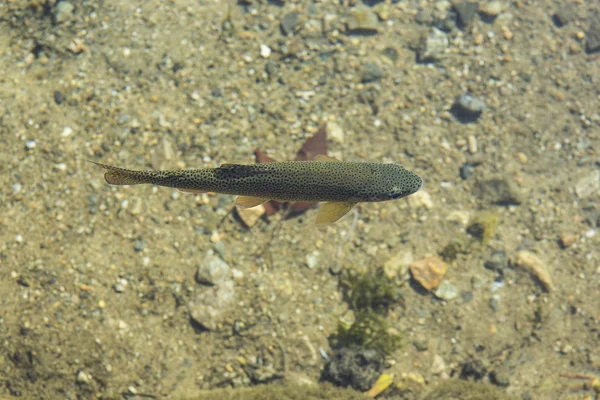 白川方明去活着的鱼。日本 — 图库照片