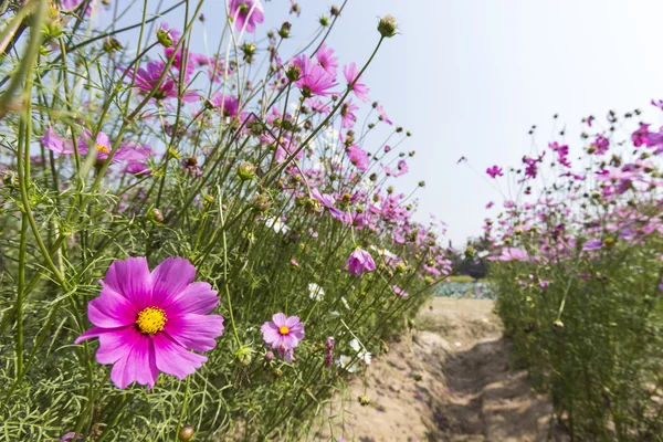 Cosmos flowers fields — Stock Photo, Image