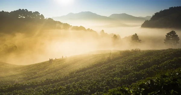 Doi Angkhang strawberry field with fog on morning winter season. — Stock Photo, Image