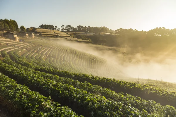 Campo de morango Doi Angkhang com nevoeiro na estação de inverno da manhã . — Fotografia de Stock