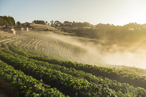 Земляничное поле Дой Ангханг с туманом в утренний зимний сезон
.